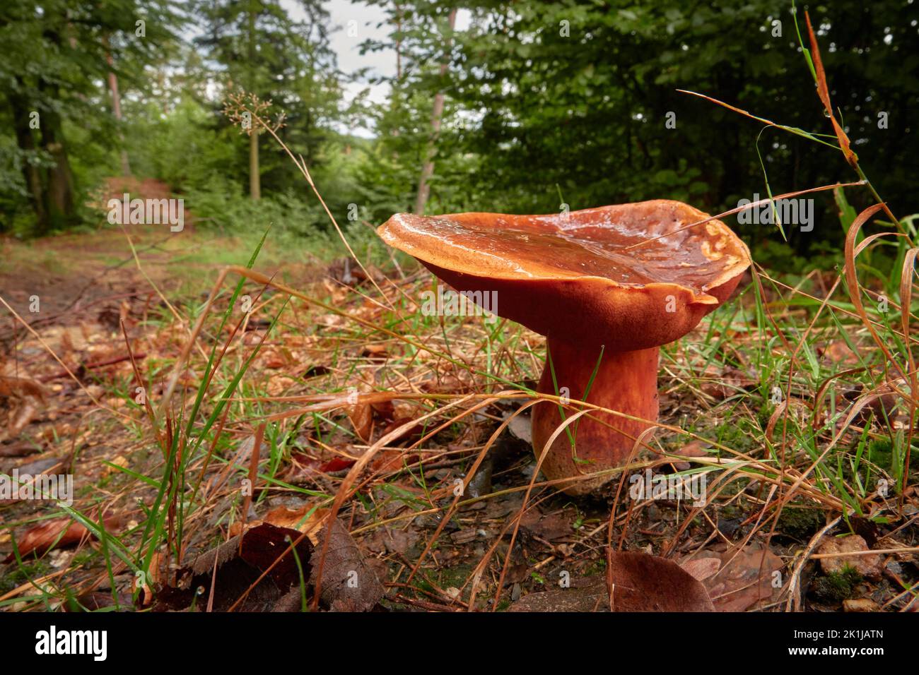 Pilz auf dem Waldboden Stockfoto