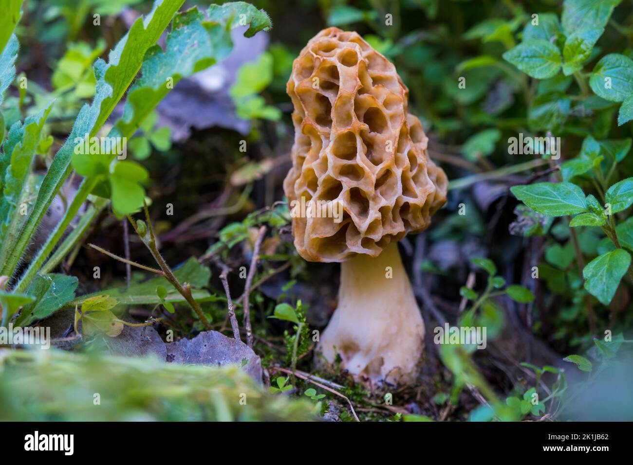 Essbare Pilze. Gewöhnlicher Morchelpilz (Morchella esculenta). Essbarer Morchelpilz im Frühling Stockfoto