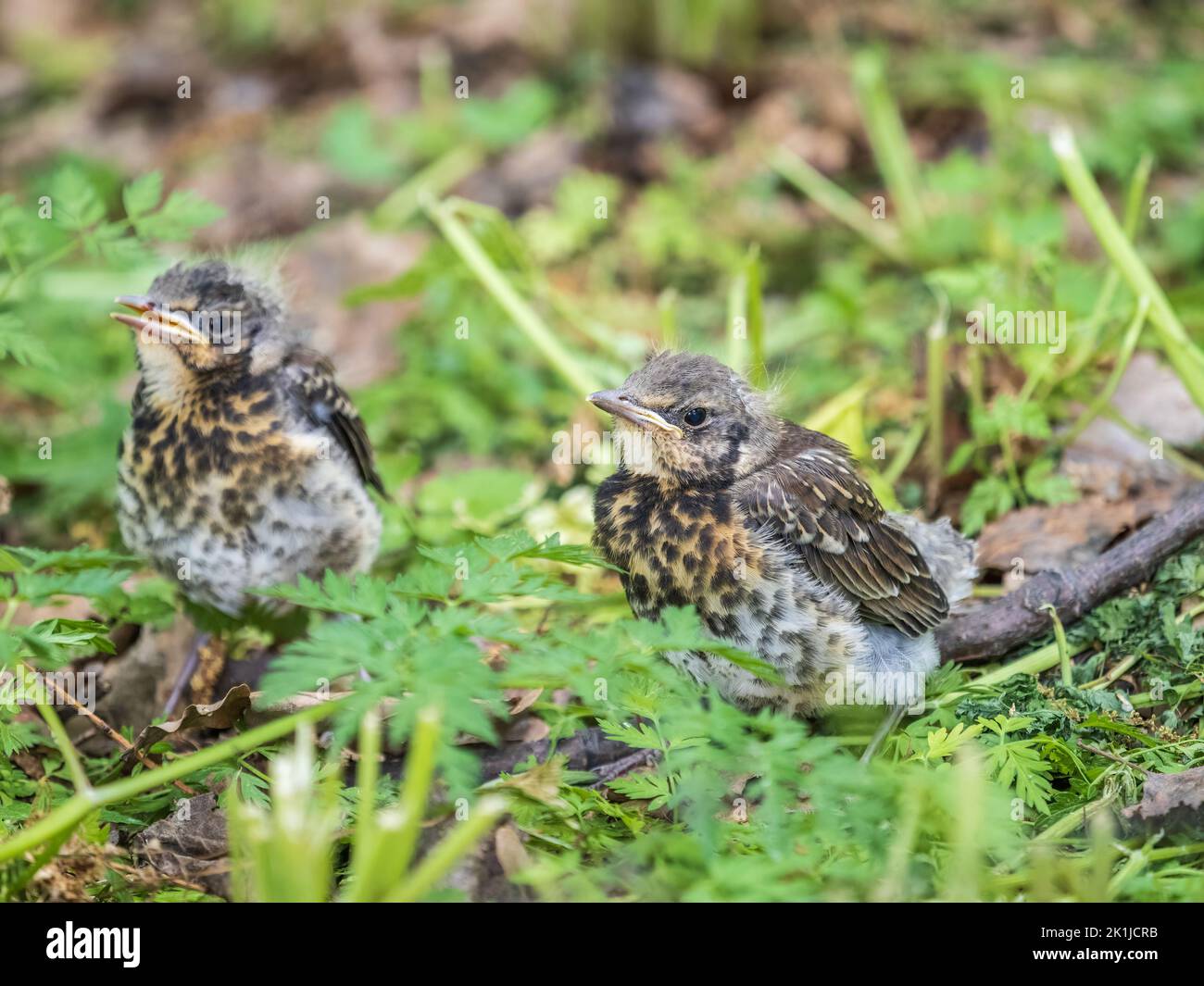 Zwei Feldfeilküken, Turdus pilaris, haben das Nest verlassen und sitzen auf dem Frühlingsrasen. Feldküken sitzen auf dem Boden und warten auf Nahrung Stockfoto