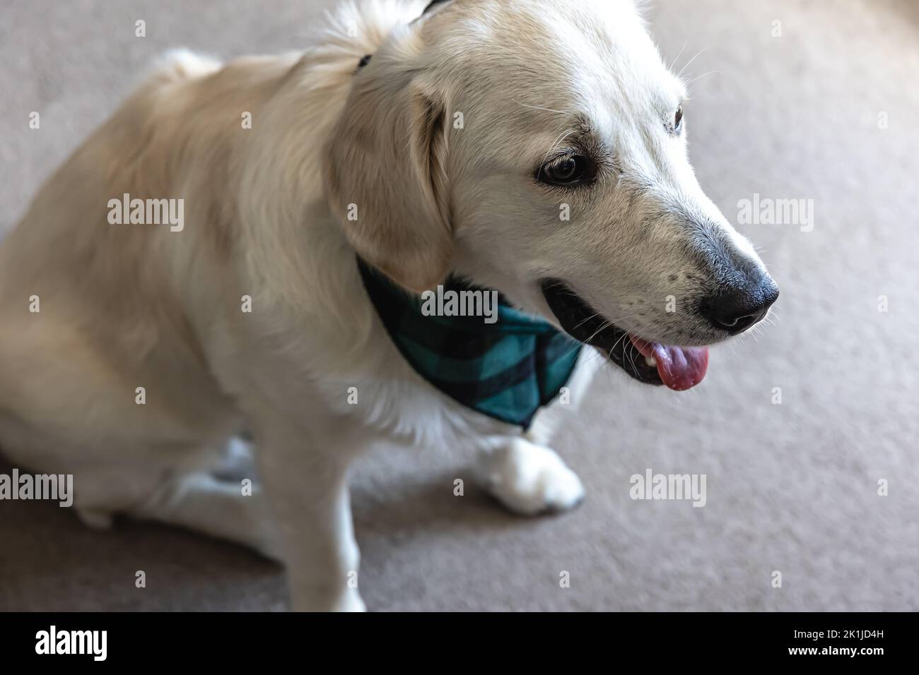 Hund labrador Nahaufnahme im Inneren des Hauses. Stockfoto