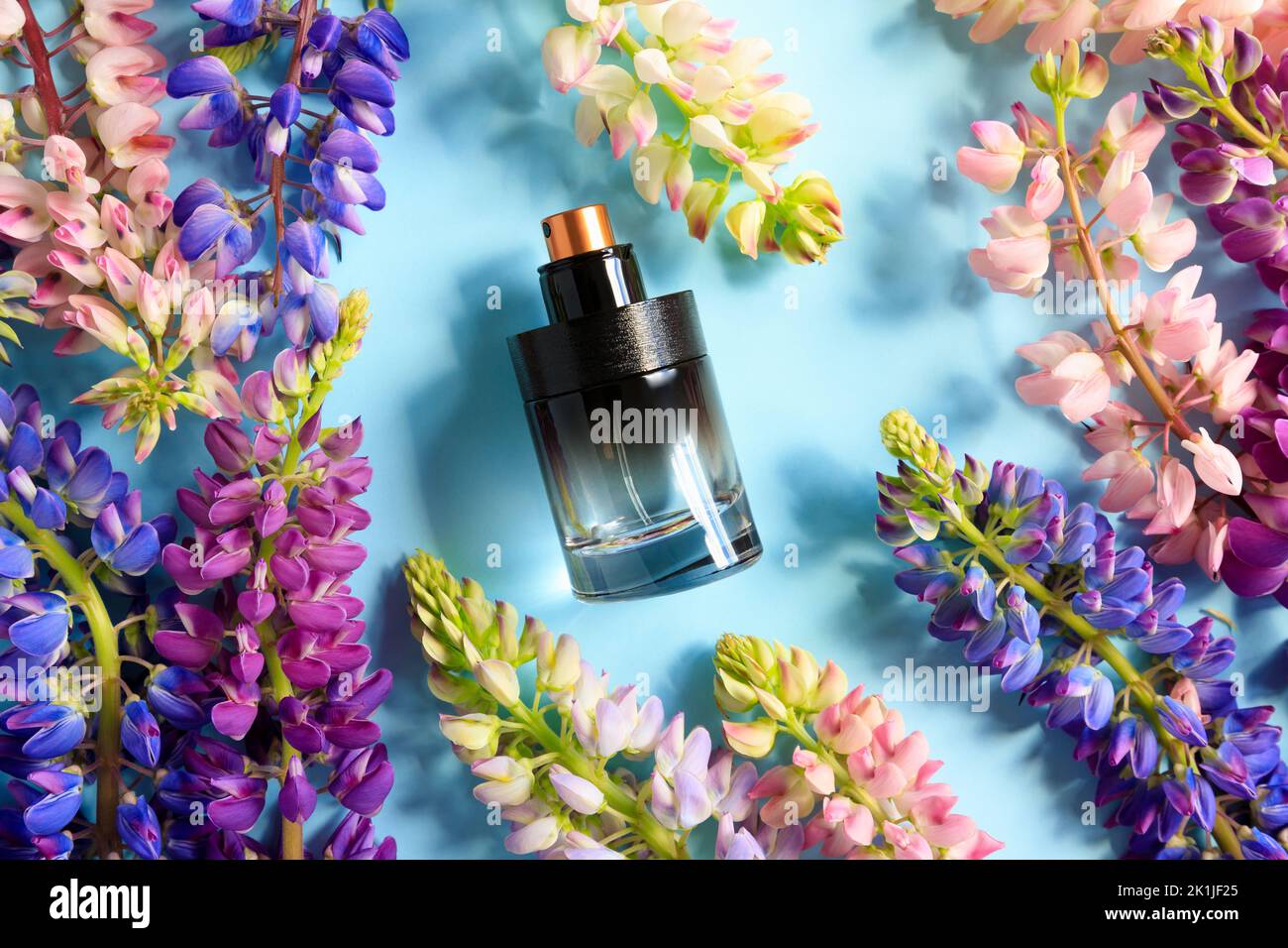 Schwarze runde Parfüm-Sprühflasche ohne Marke und bunte Lupinenblüten auf blauem Hintergrund. Vorderansicht oben, Sommerflachlage, Mockup, Schablone. Eau Stockfoto