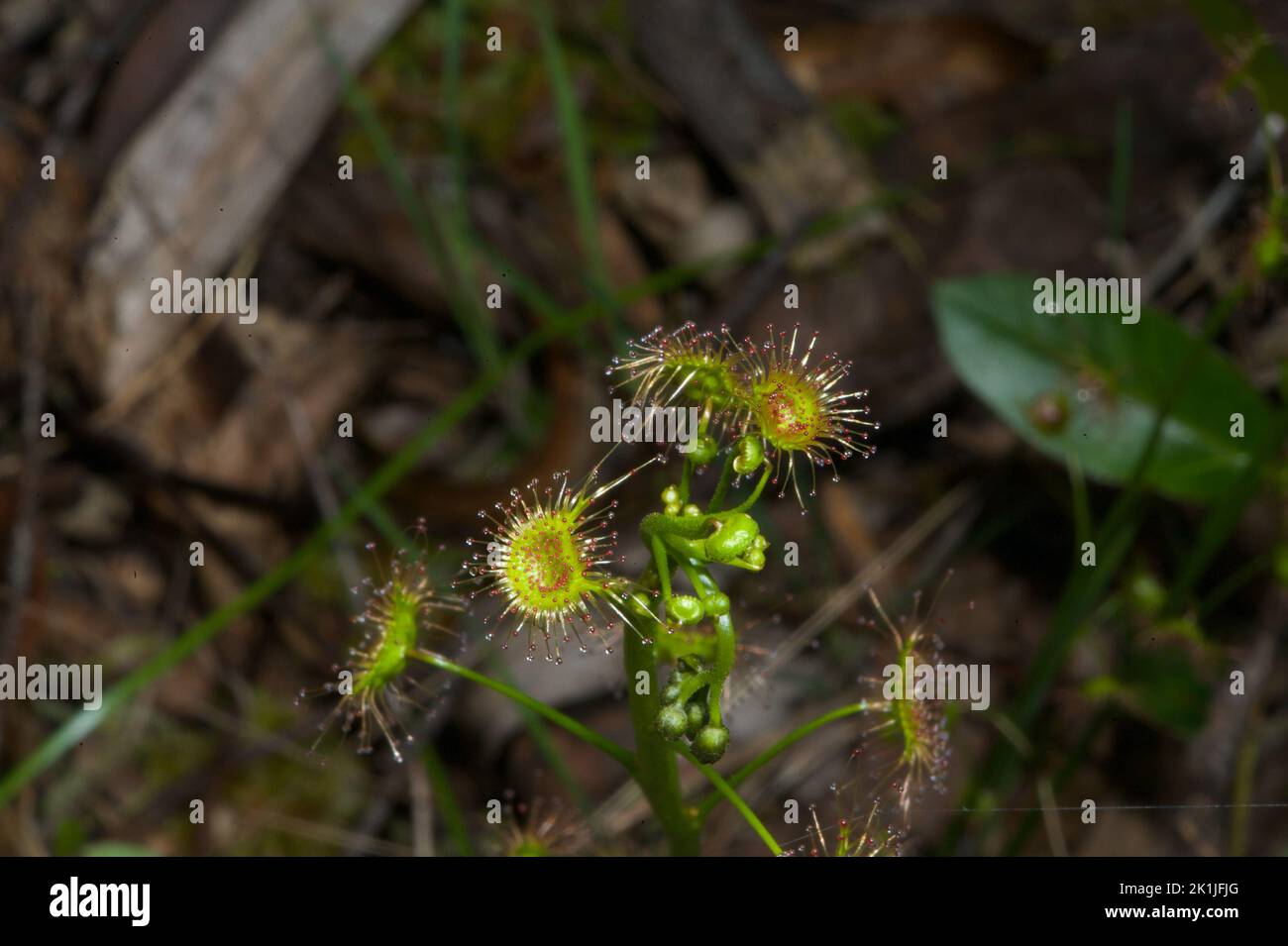 Insekten bereiten sich auf einen klebrigen Tod vor! Die Ohrenstößel (Drosera Auriculata) sind bereit für viele Insekten, die sie füttern können, wenn sich das Frühlingswetter erwärmt. Stockfoto