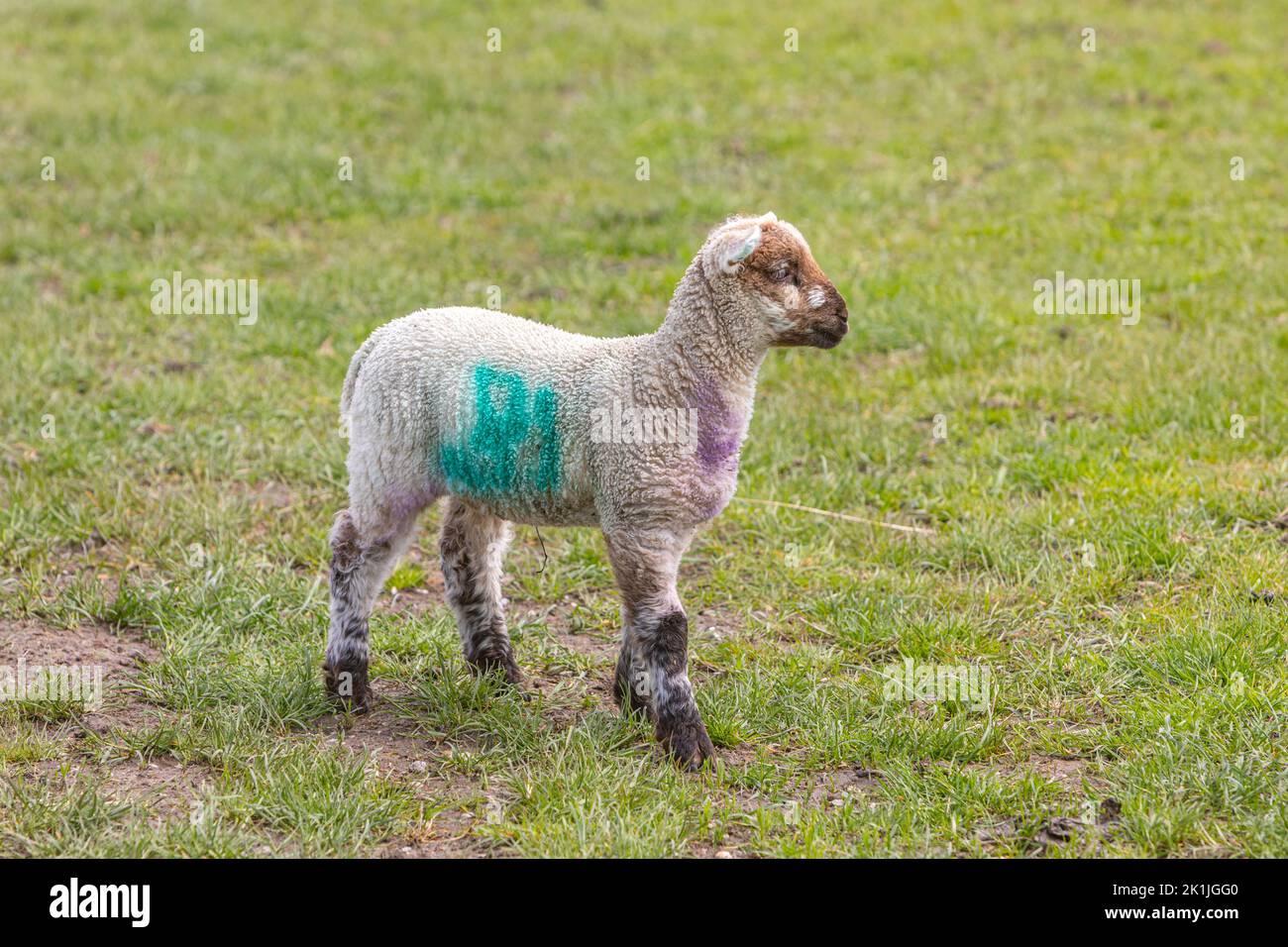 Ein junges Lamm mit einer grünen Markierung allein in einem Grasfeld Stockfoto