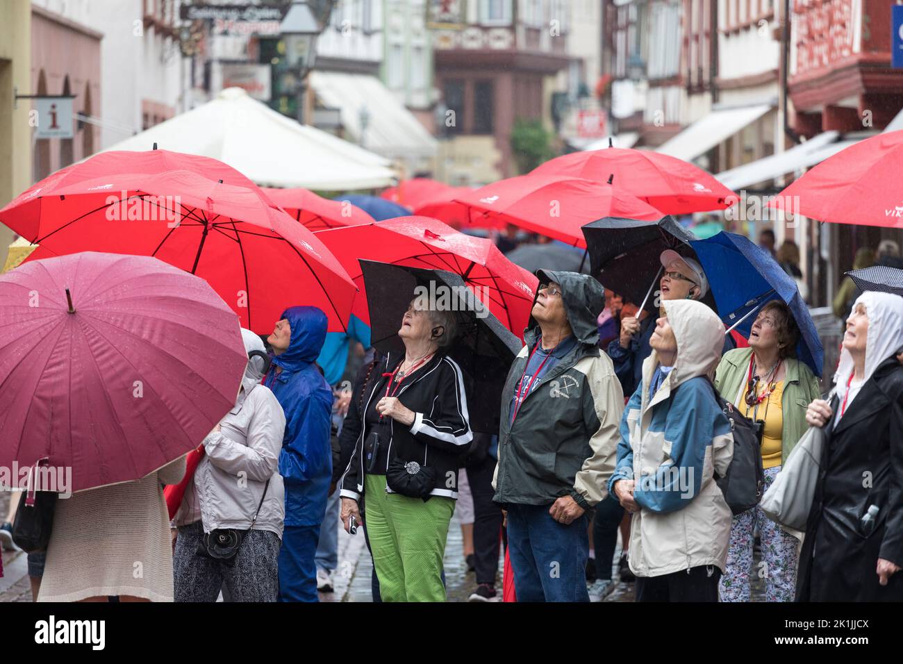 Amerikanische Touristen machen eine Führung mit roten Schirmen in einer verregneten Stadt mit Fachwerkhäusern, Miltenberg, Deutschland Stockfoto