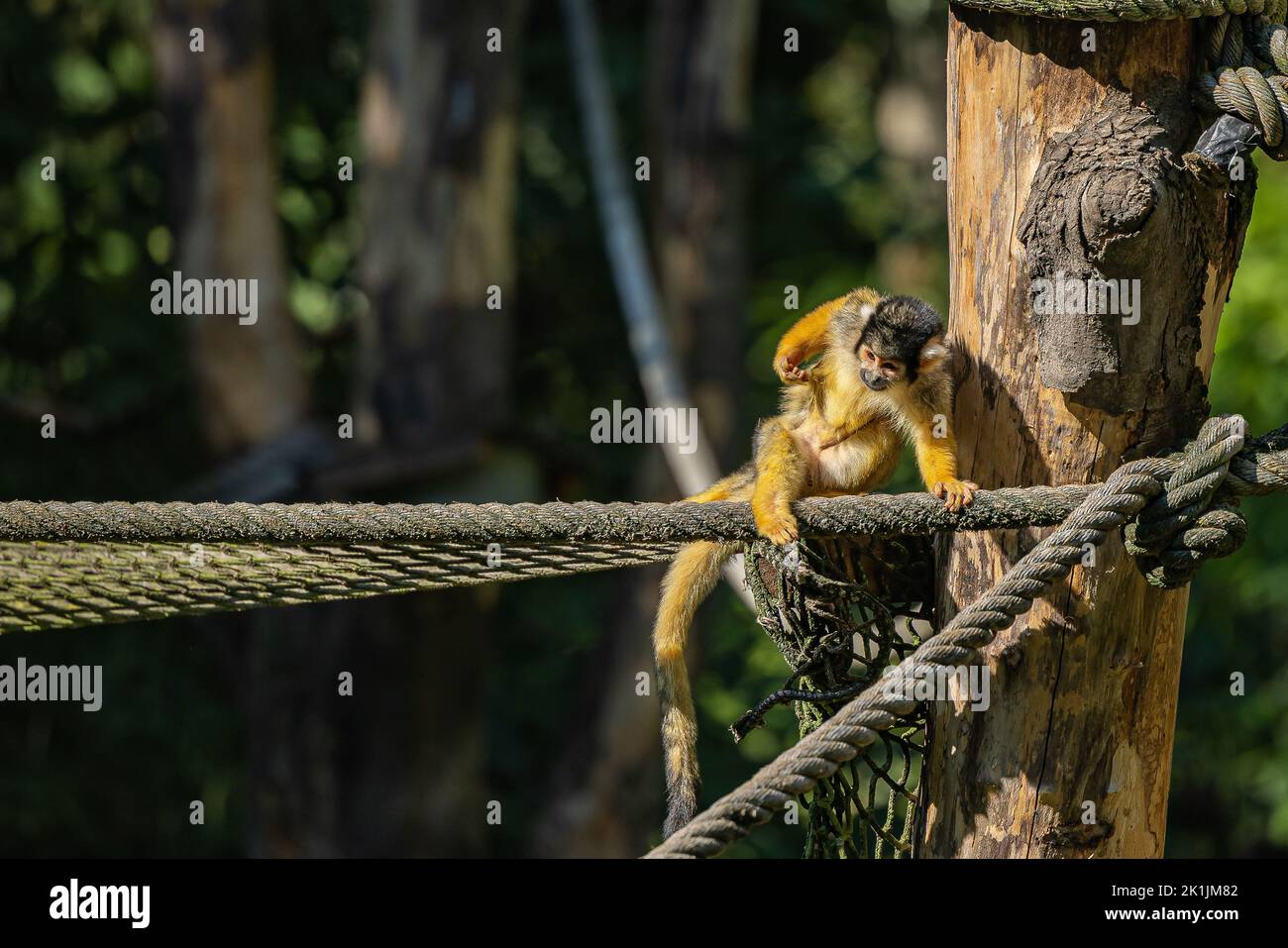 Eine Nahaufnahme des goldbäuchigen Kapuzineraffen, der an einem Seil sitzt und sich selbst auskleidet Stockfoto
