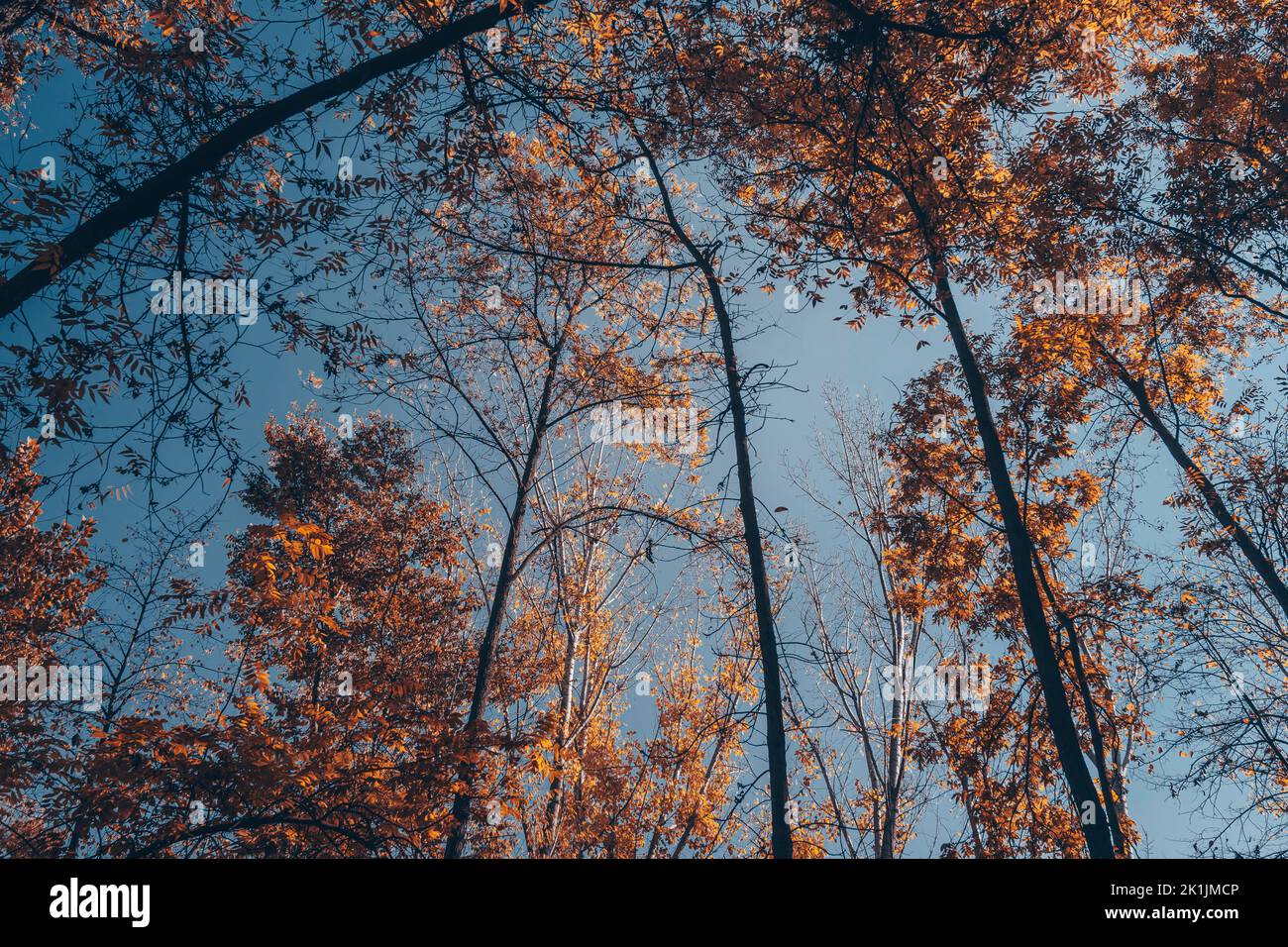 Niedriger Winkel auf den Bäumen mit goldenen Blättern Stockfoto