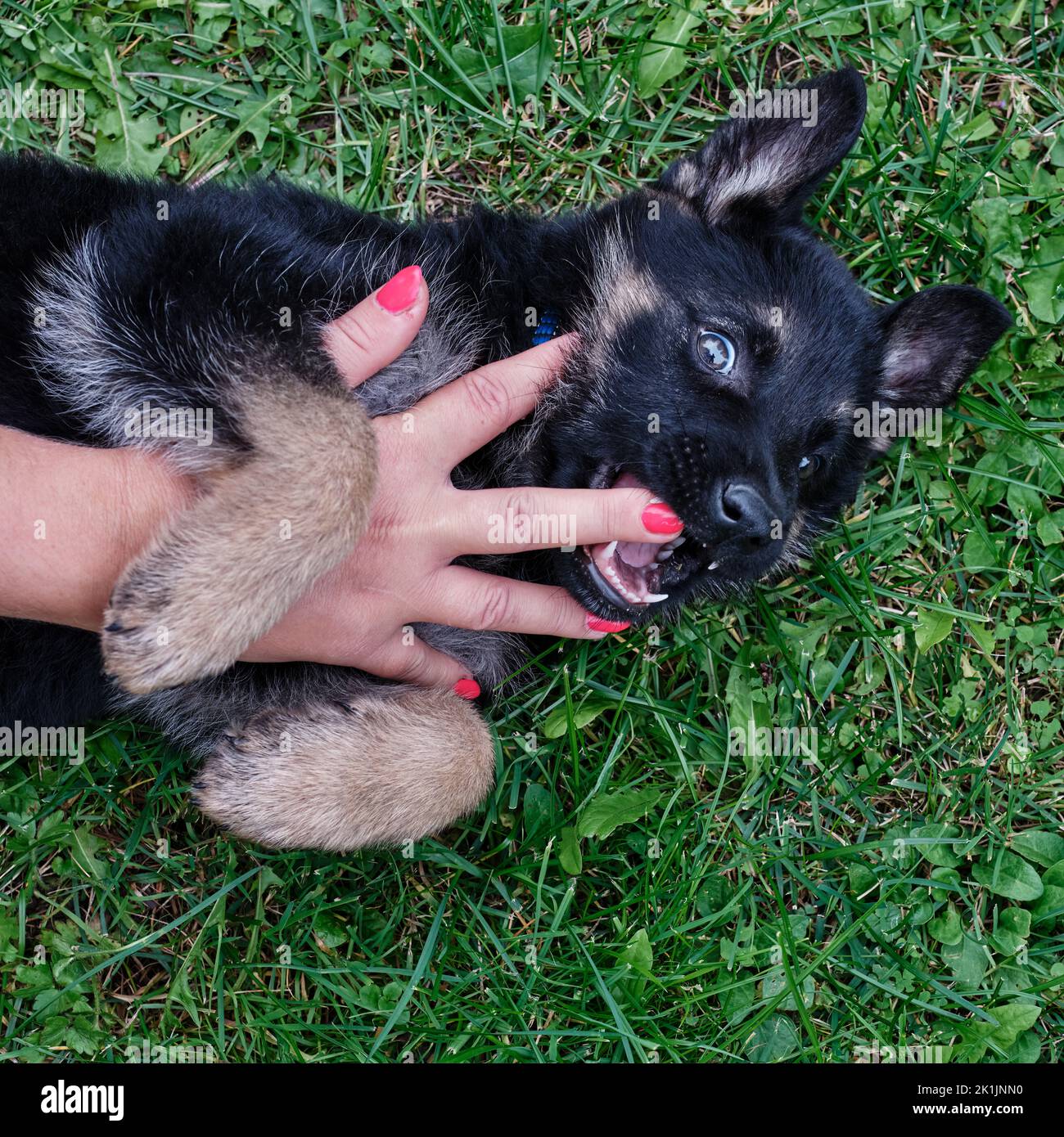 Schäferhund auf grünem Gras liegend und spielerisch in die Hand beißt. Niedliches Porträt junger Hunde in einer natürlichen Umgebung im Freien, verspielt Stockfoto