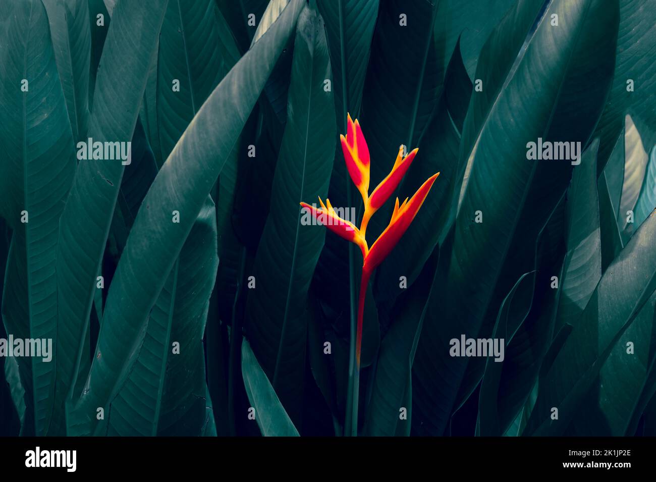 Tropische Blätter bunte Blume auf dunklen tropischen Pflanzen Natur Hintergrund dunkelgrünes Laub Natur Stockfoto