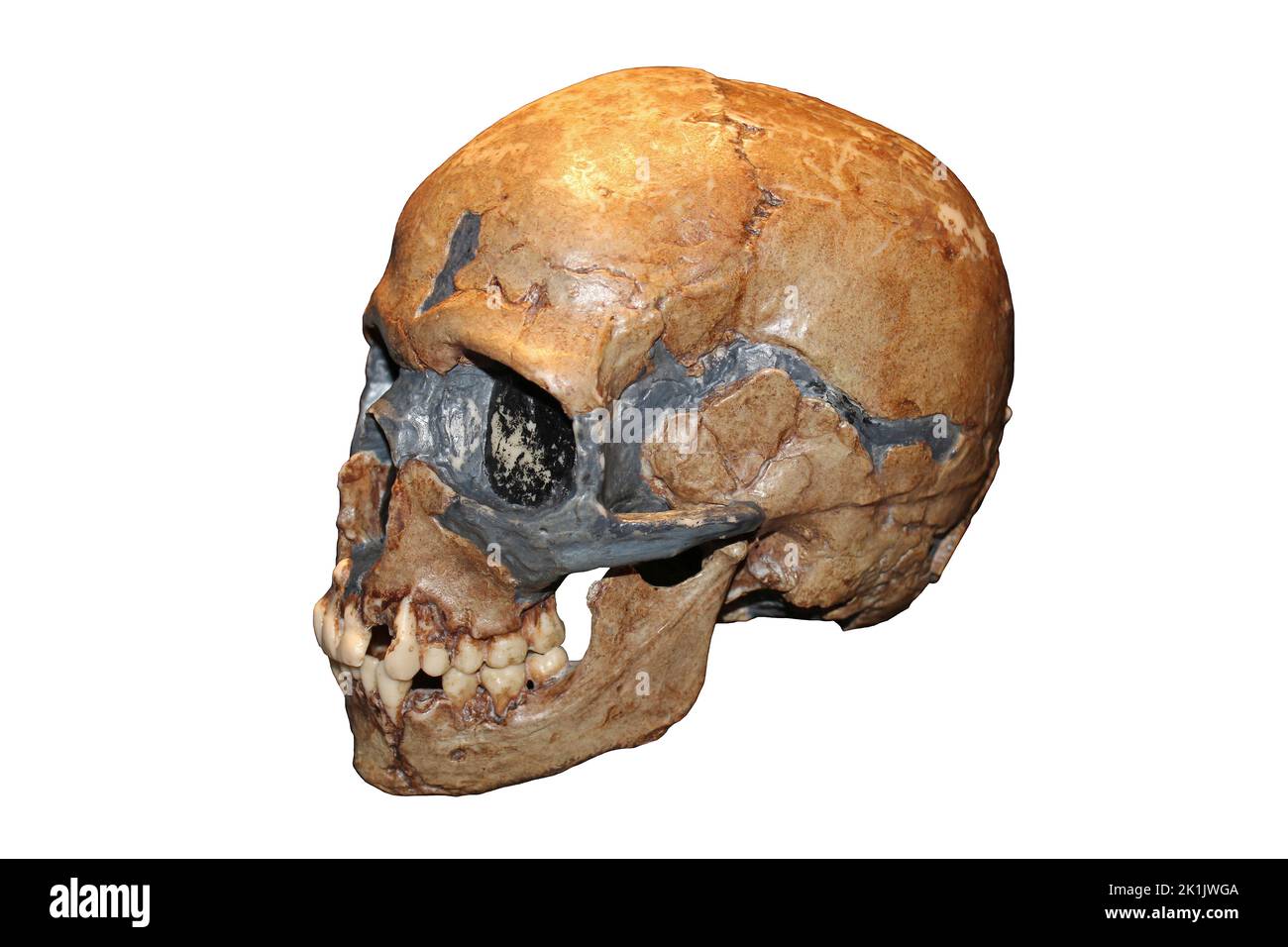 Homo sapiens Kinderschädel Qafzeh Höhle, Israel - Qafzeh11 Stockfoto