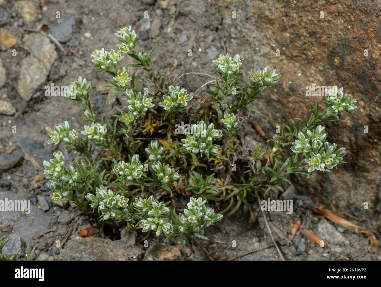 Mehrjährige Knawel, Scleranthus perennis in Blüte auf sauren Felsen. Stockfoto