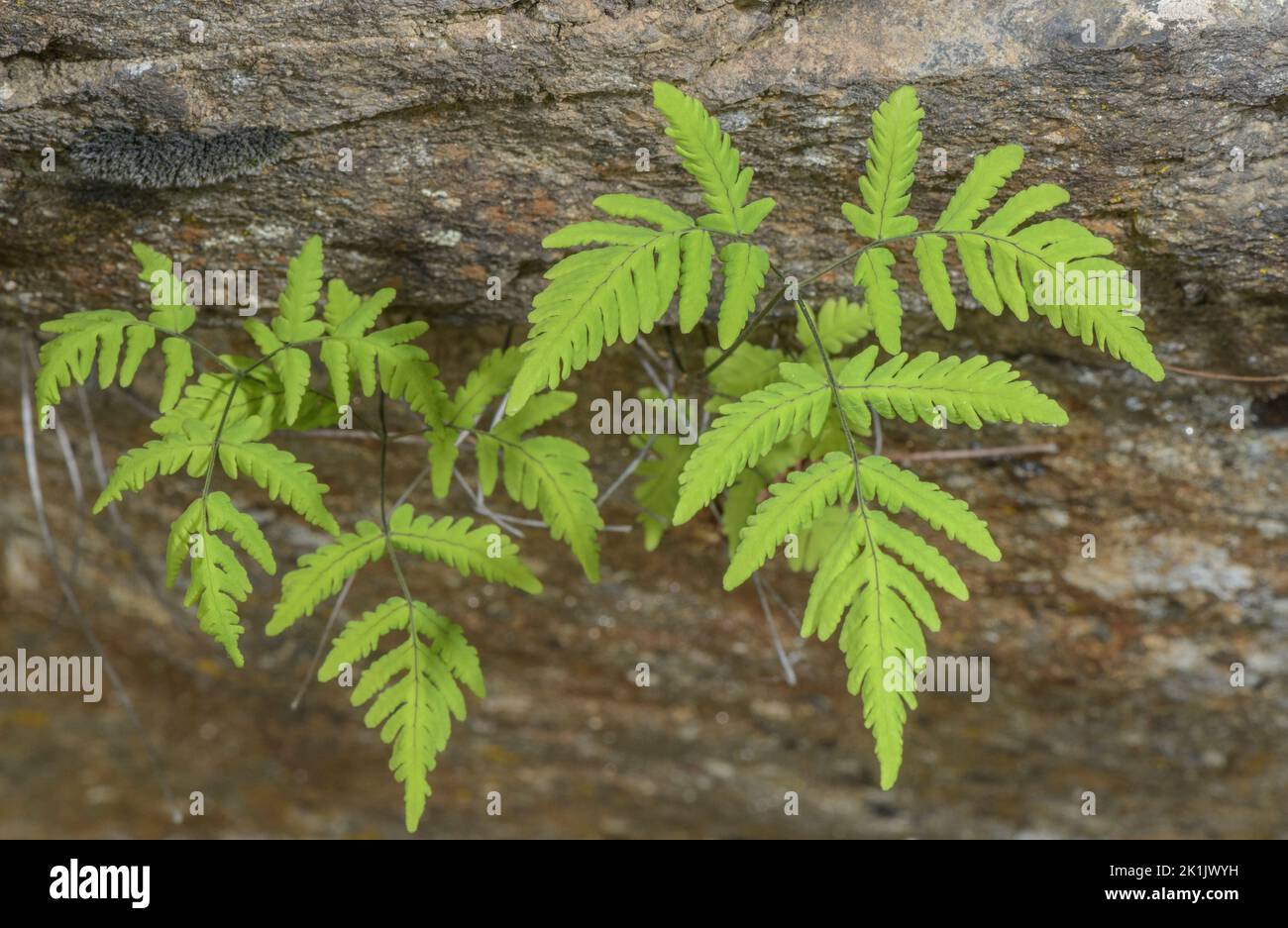 Eichenfarn, Gymnocarpium dryopteris, Wedel auf säurehaltigen, schattigen Bergfelsen. Stockfoto