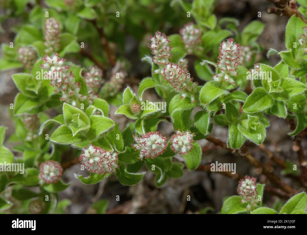 Weibliche Pyrenäenweide, Salix pyrenaica in Blüte. Stockfoto