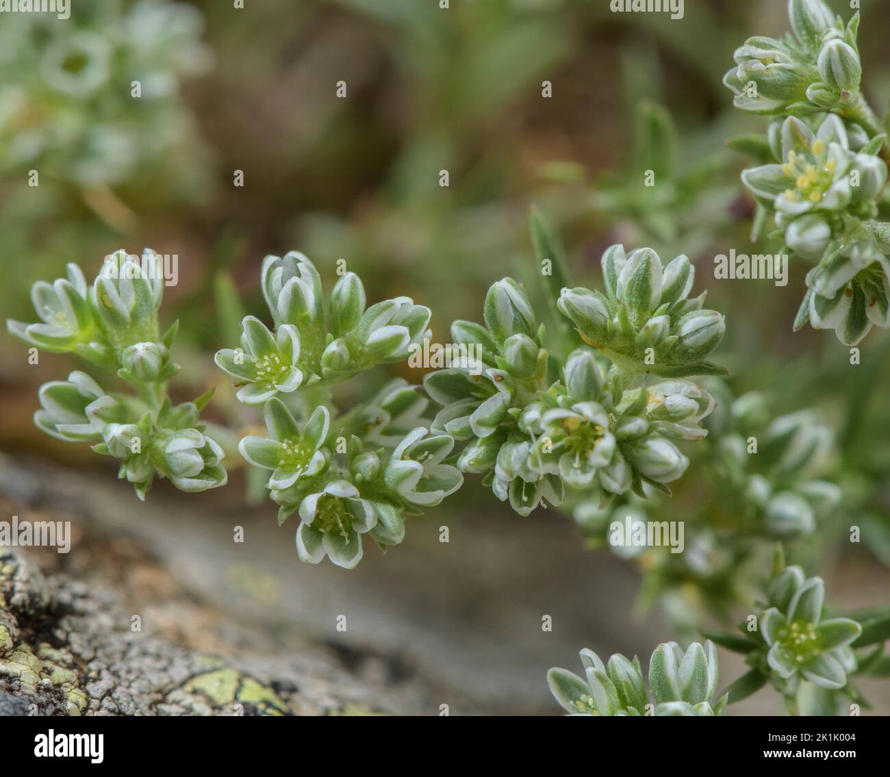 Mehrjährige Knawel, Scleranthus perennis in Blüte auf sauren Felsen. Stockfoto