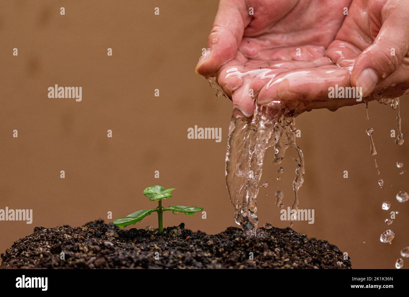 Pflanzenkieb sorgfältig von Hand bewässert Stockfoto