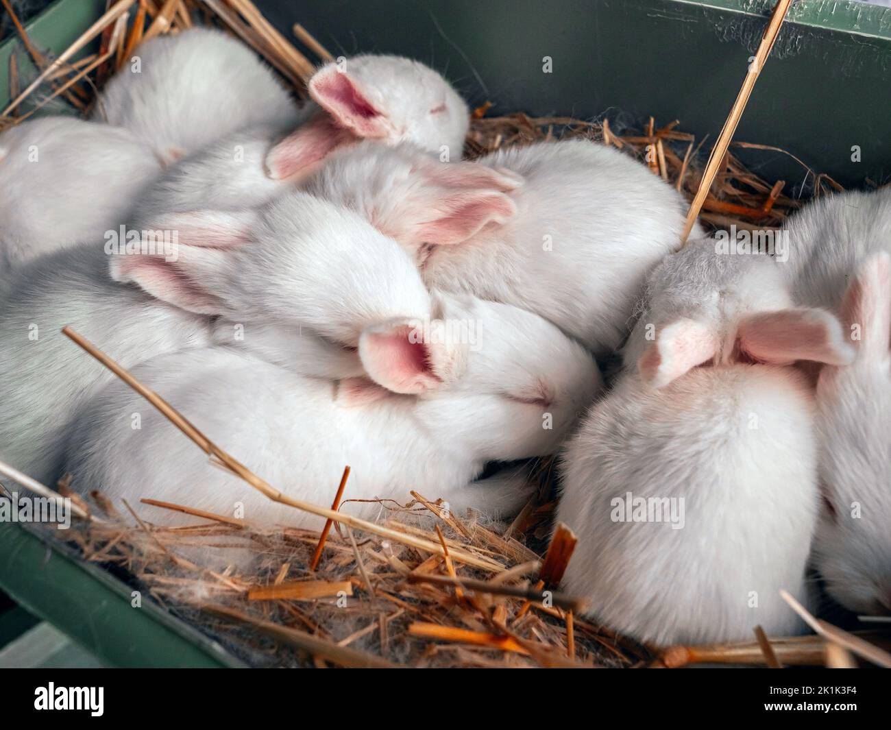 White Pannon Kaninchen Rasse. Mehrere junge Kaninchen schlafen in einer Kiste. Nahaufnahme eines Kaninchens. Kaninchen auf dem Bauernhof züchten. Stockfoto