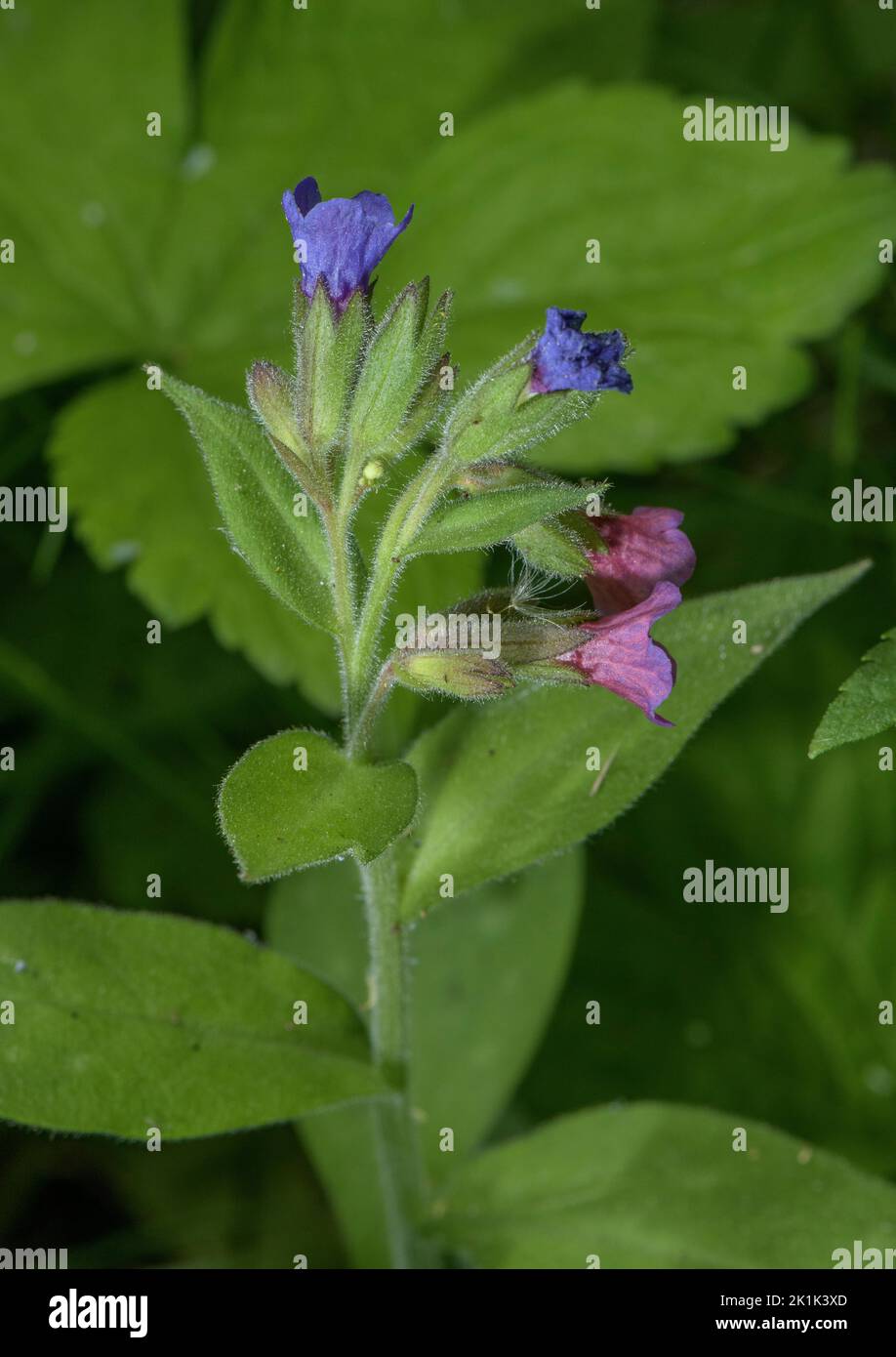 Schmalblättrige Lungenkraut, blühende Pulmonaria longifolia, Seealpen. Stockfoto
