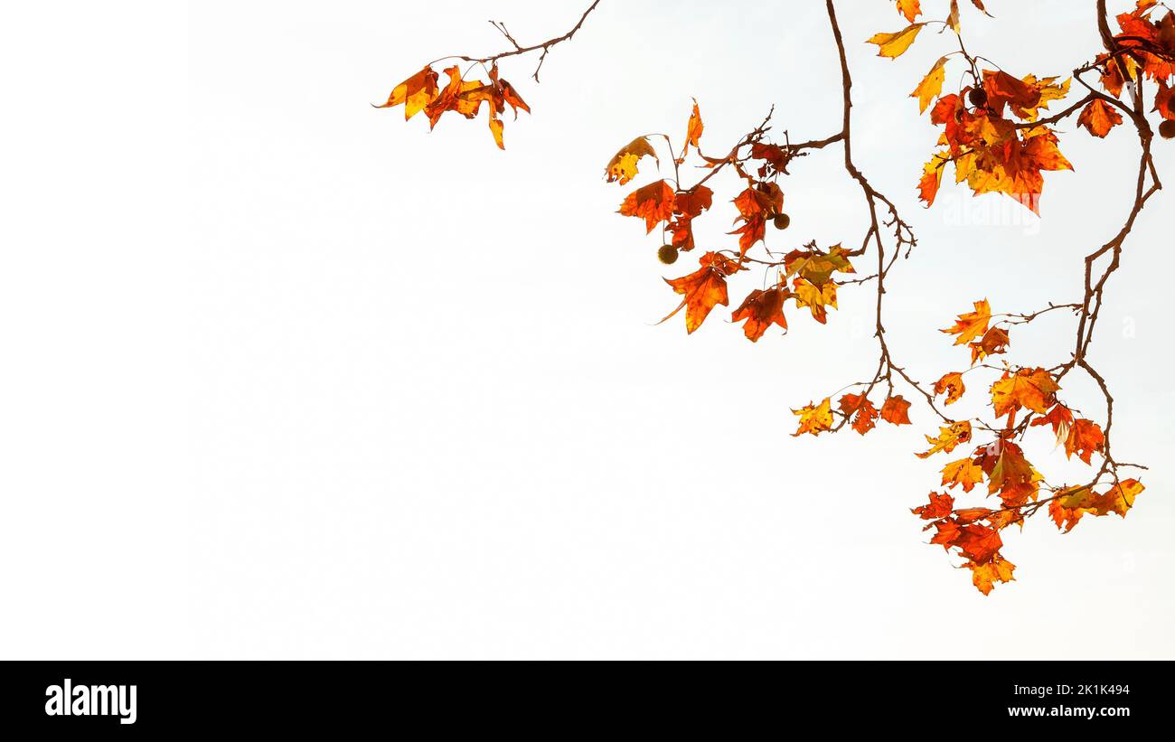 Herbstlicher und belaubter Hintergrund. Hintergrundbeleuchtete Platanenblätter in Braun, Orange, Gelb und Rot auf weißem Hintergrund mit Kopierfläche Stockfoto Herbstlicher und belaubter Hintergrund. Hintergrundbeleuchtete Platanenblätter in Braun, Orange, Gelb und Rot auf weißem Hintergrund mit Kopierfläche Stockfoto
