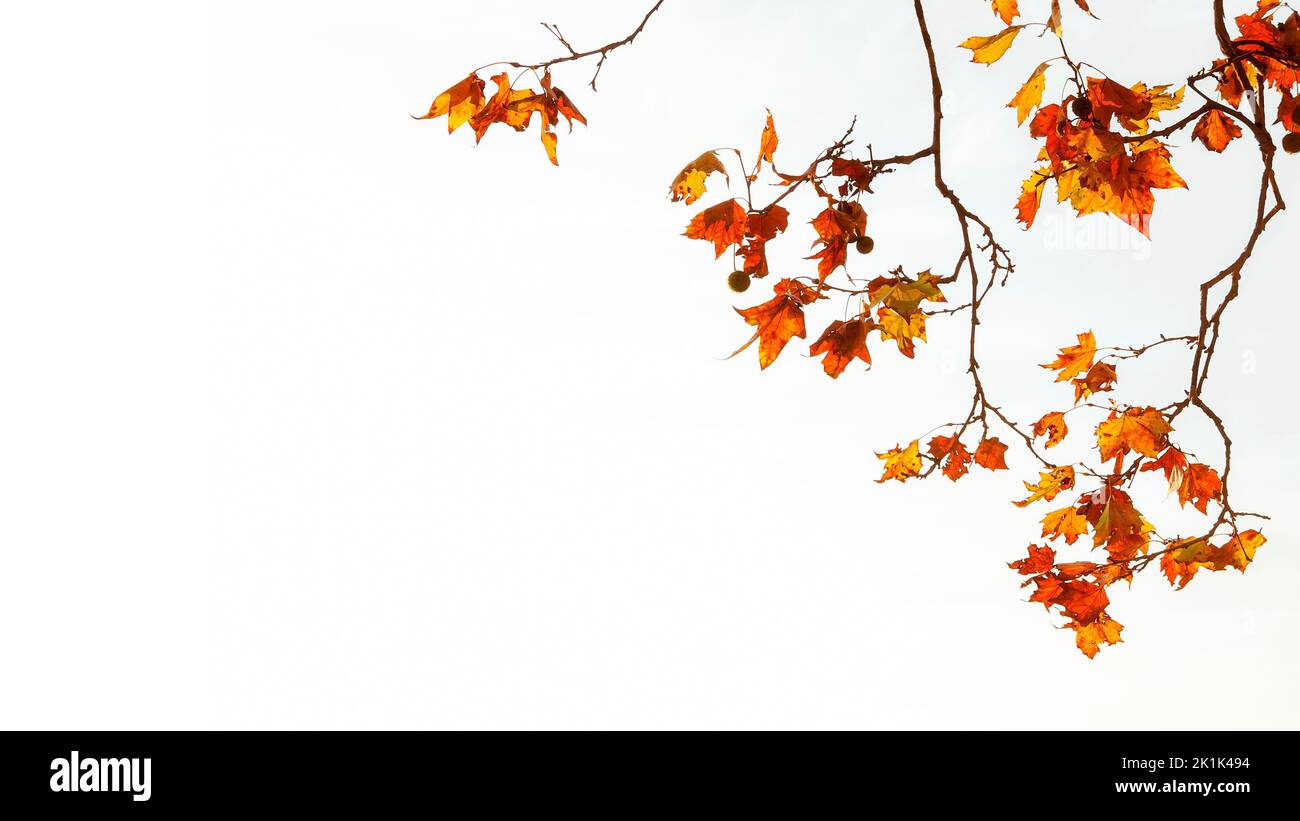 Herbstlicher und belaubter Hintergrund. Hintergrundbeleuchtete Platanenblätter in Braun, Orange, Gelb und Rot auf weißem Hintergrund mit Kopierfläche Stockfoto