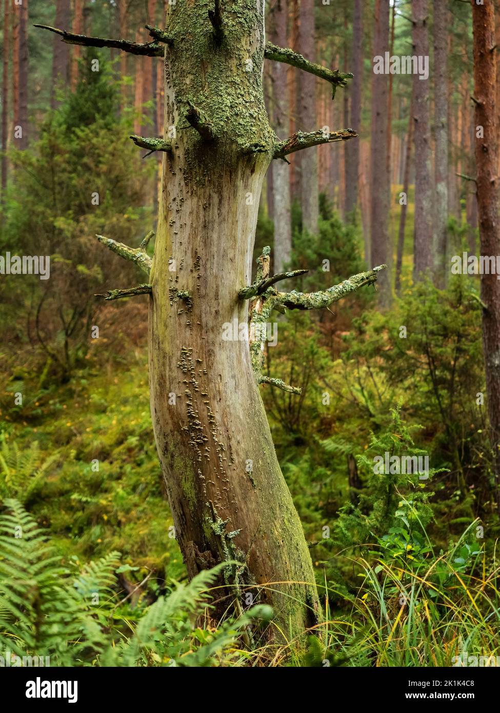 Baumstamm in einem tiefen launischen Wald in der Herbstsaison an einem regnerischen Tag. Wilde Natur Hintergrund Stockfoto