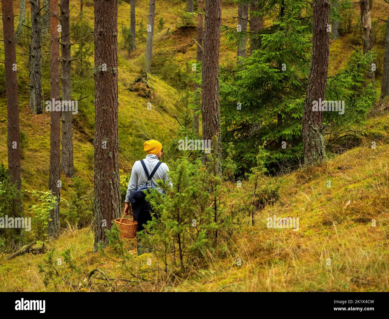 Eine Person, die im herbstlichen tiefen Wald nach den Pilzen sucht. pilz im Wald Stockfoto