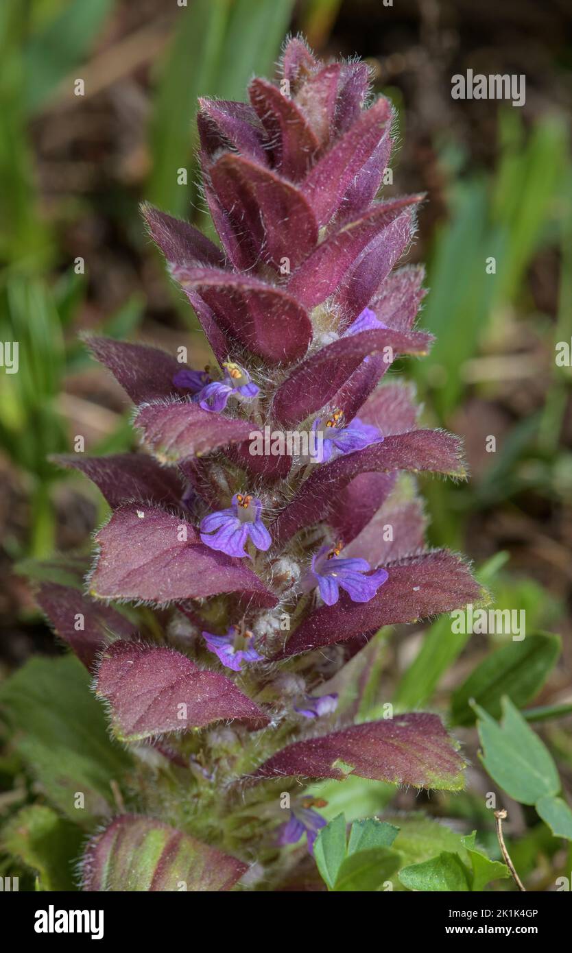 Pyramidenbugle, Ajuga pyramidalis, blüht im Berggrasland. Stockfoto