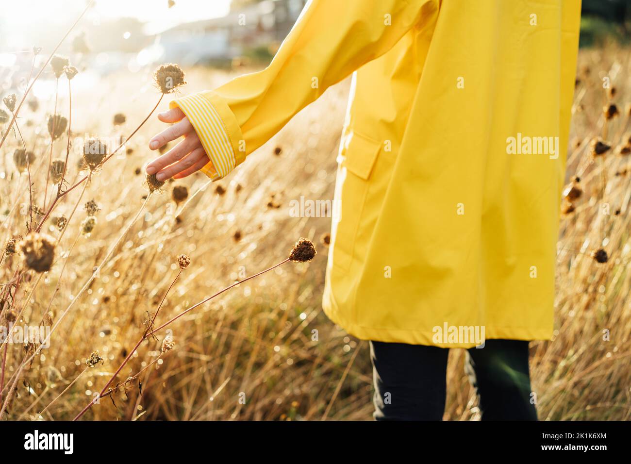 Weibliche Hand, die das nasse getrocknete Gras nach dem Regen berührt. Eine Frau in gelbem Regenmantel, die nach dem Regen im Abendlicht auf der Herbstwiese spazierend ist. N Stockfoto