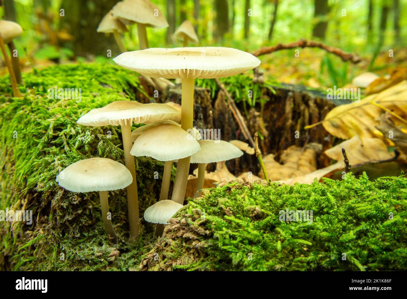 Wilde Pilze unter den grünen Moosen im Wald, September-Ansicht im Wald Ostpolen Stockfoto