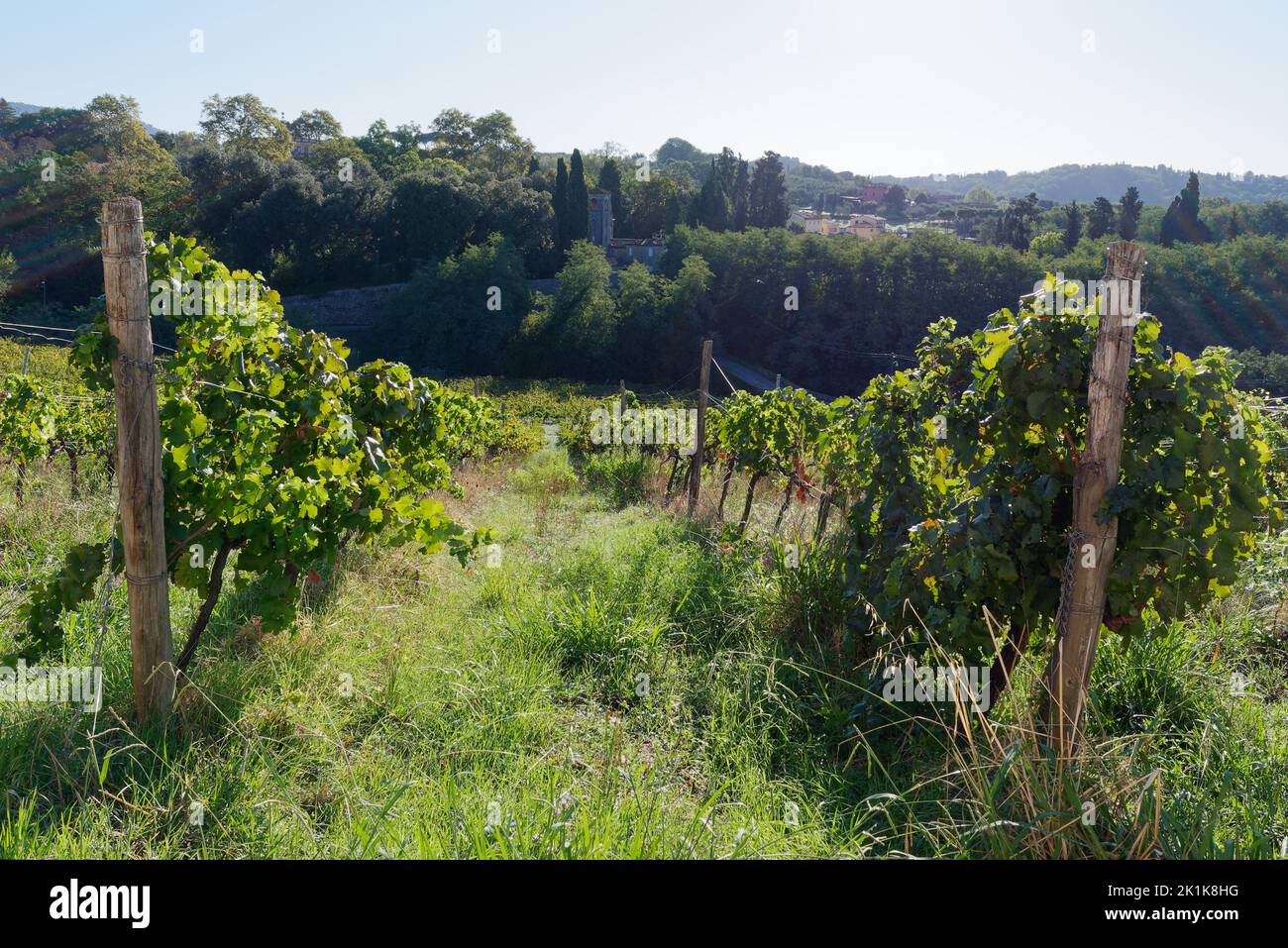 Bio-Weinberg mit Turm im Hintergrund in Camigliano, Provinz Lucca, Toskana, Italien Stockfoto