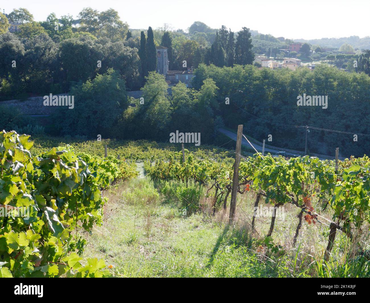 Bio-Weinberg mit Turm im Hintergrund in Camigliano, Provinz Lucca, Toskana, Italien Stockfoto