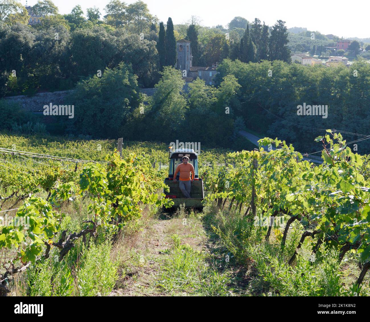 Bio-Weinberg mit Traktor und Boss Cipo mit Turm dahinter. Camigliano, Provinz Lucca, Toskana, Italien Stockfoto