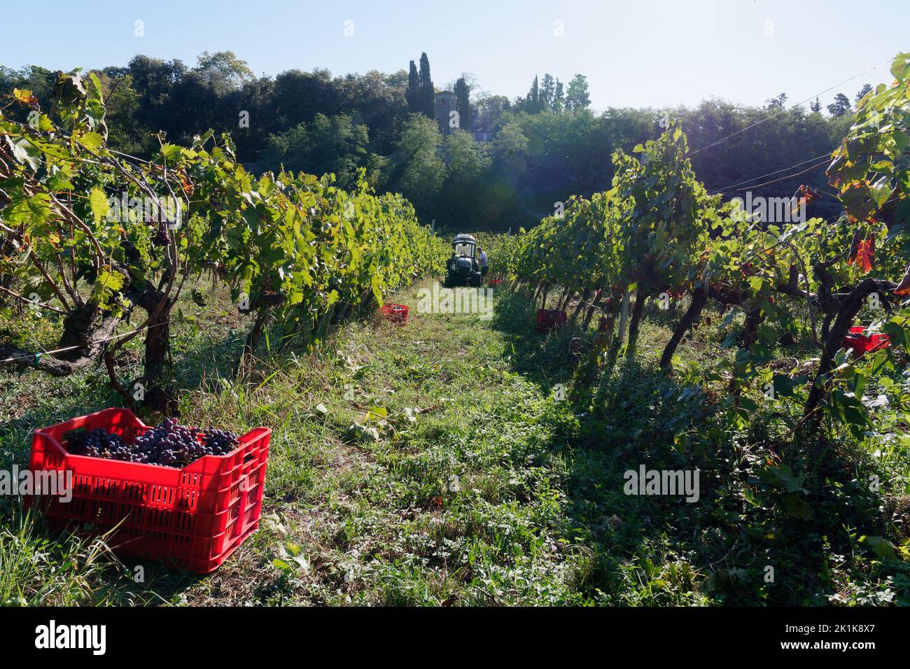 Biologisches Weingut zur Erntezeit mit einer roten Kiste voller Trauben, Traktor und Turm in Camigliano, Provinz Lucca, Toskana, Italien Stockfoto