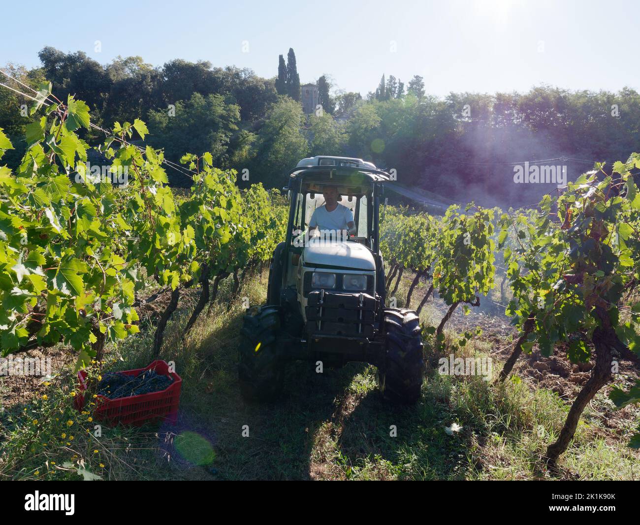 Traktor zur Erntezeit auf einem Bio-Weinberg. Camigliano, Provinz Lucca, Toskana, Italien Stockfoto