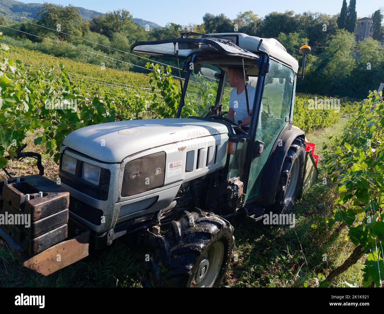 Traktor zur Erntezeit auf einem Bio-Weinberg. Camigliano, Provinz Lucca, Toskana, Italien Stockfoto