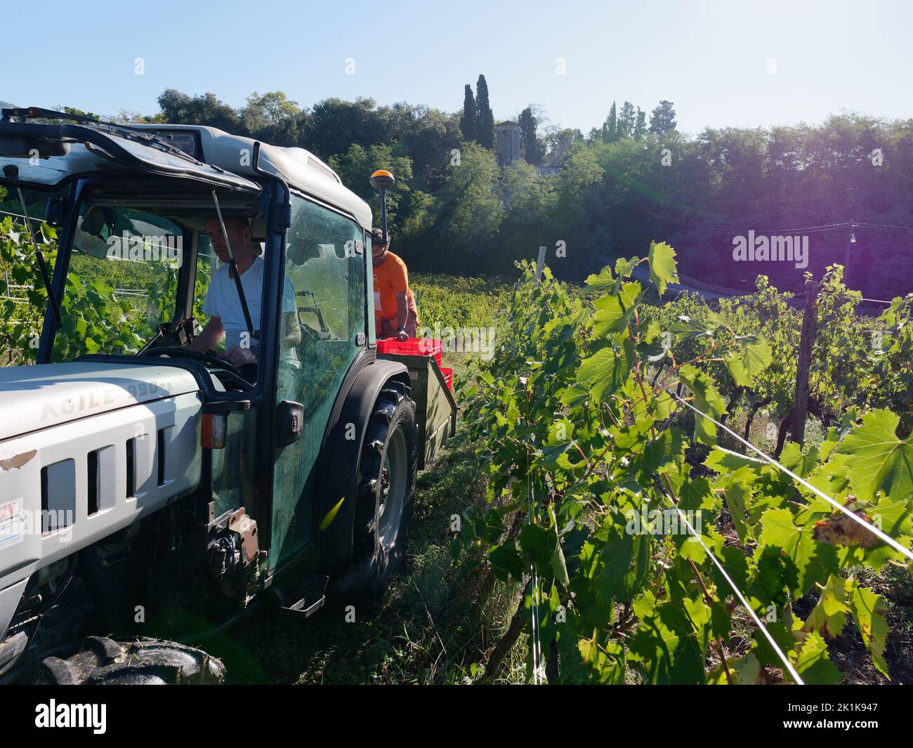 Traktor zur Erntezeit auf einem Bio-Weinberg. Camigliano, Provinz Lucca, Toskana, Italien Stockfoto