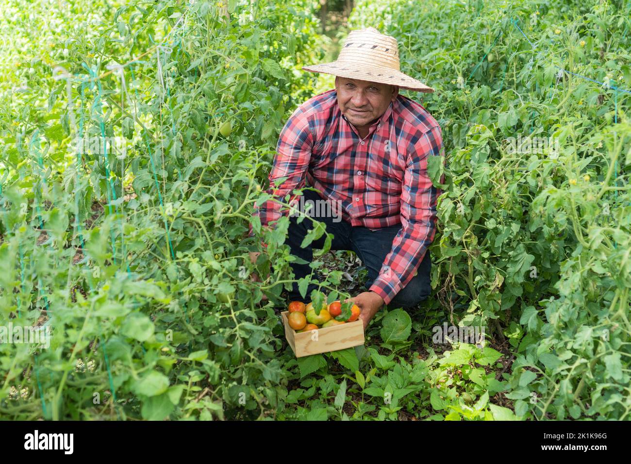 Mann pflückt Weintomaten aus dem Obstgarten Stockfoto