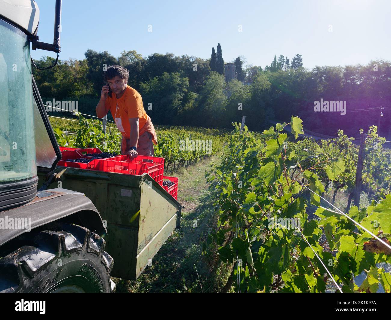 Boss Cipo am Telefon auf dem Rücksitz eines Traktors zur Erntezeit in einem Bio-Weinberg. Camigliano, Provinz Lucca, Toskana, Italien Stockfoto