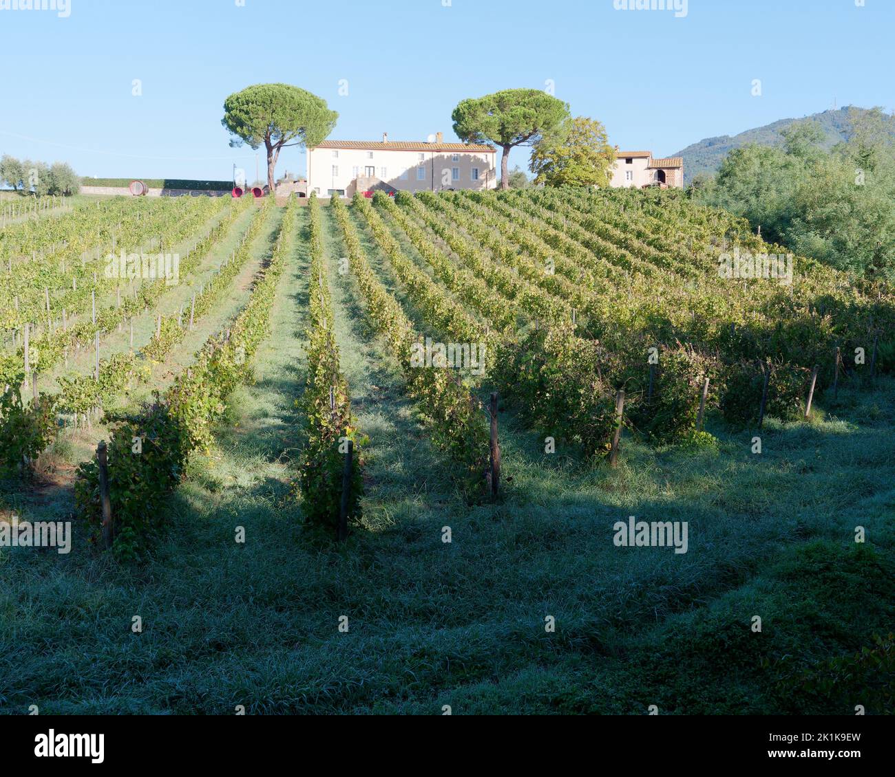 Bio-Weinberg mit Agrotourismo und Weinkeller in Camigliano, Provinz Lucca, Toskana, Italien. Stockfoto