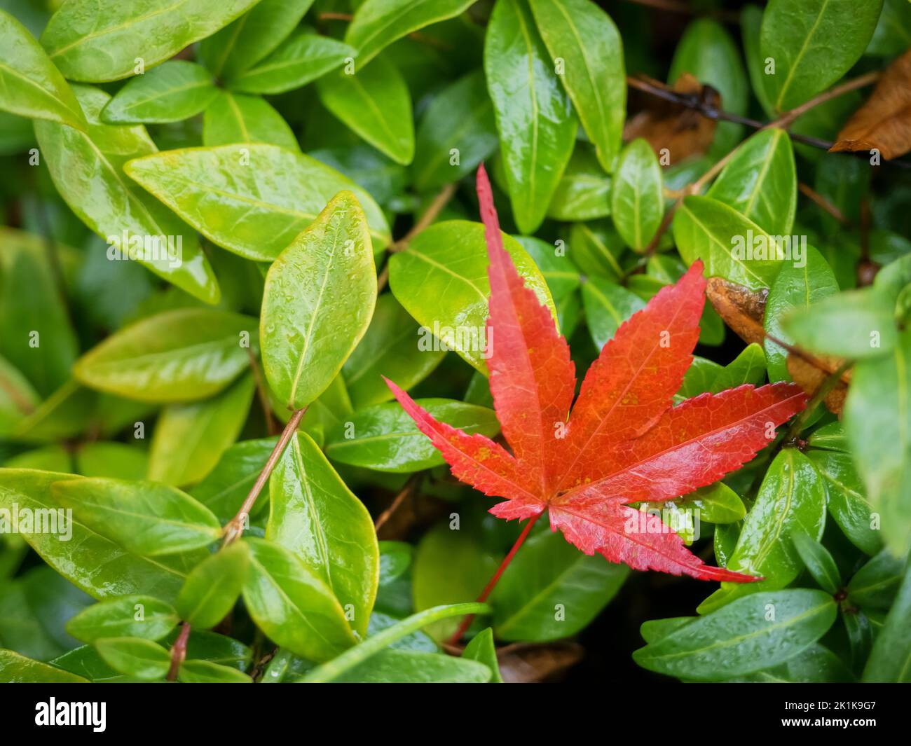 Ein rotes Ahornblatt auf einem grünen Busch, Naturhintergrund, Nahaufnahme Stockfoto