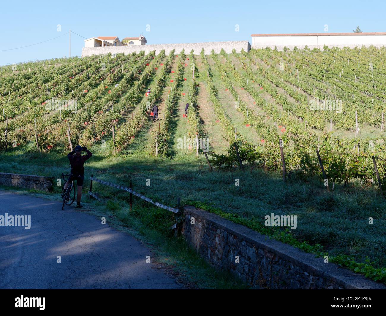 Der Radfahrer macht ein Foto von einem Bio-Weinberg mit roten Kisten, die für die Ernte ausgelegt sind. Camigliano, Provinz Lucca, Toskana, Italien. Stockfoto