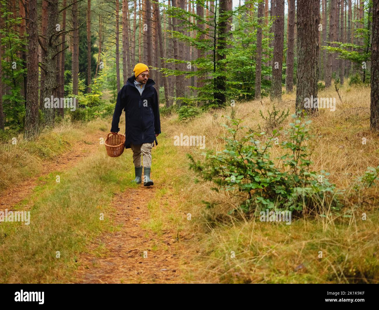 Eine Person, die im herbstlichen tiefen Wald nach den Pilzen sucht. pilz mit dem Korb im Wald Stockfoto