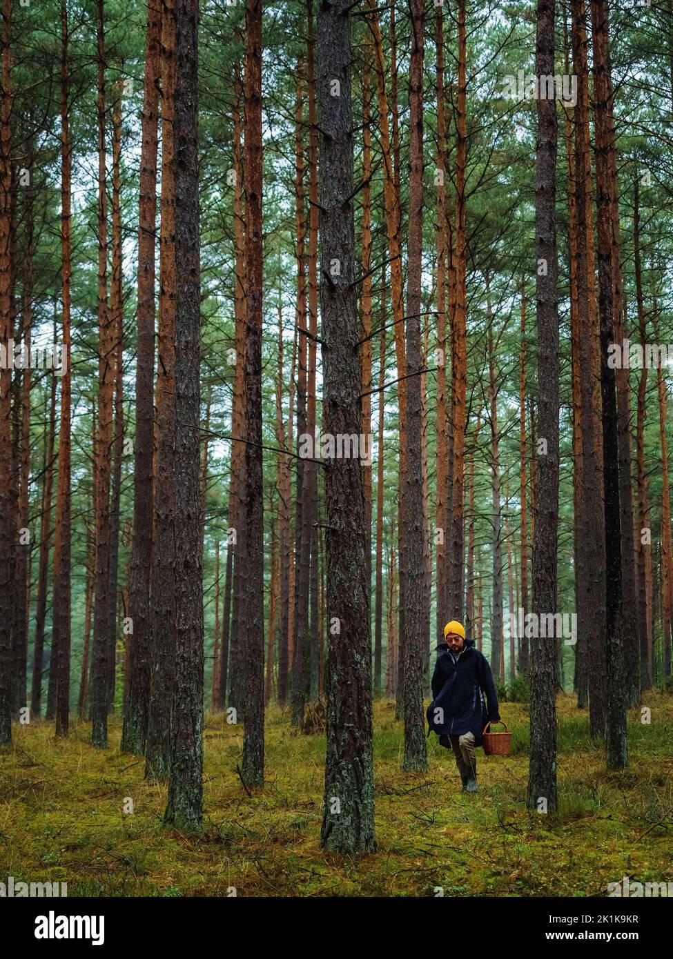 Eine Person, die im herbstlichen tiefen Wald nach den Pilzen sucht. pilz im Wald Stockfoto