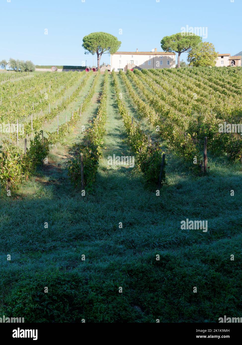 Bio-Weinberg mit Agrotourismo und Weinkeller in Camigliano, Provinz Lucca, Toskana, Italien. Stockfoto