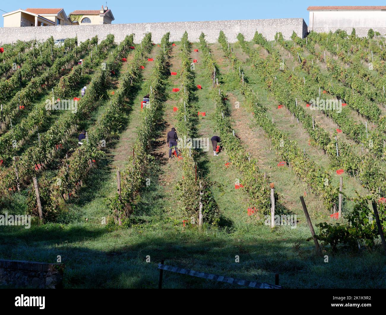 Bio-Weingut mit roten Kisten, bereit für die Ernte. Camigliano, Provinz Lucca, Toskana, Italien. Stockfoto