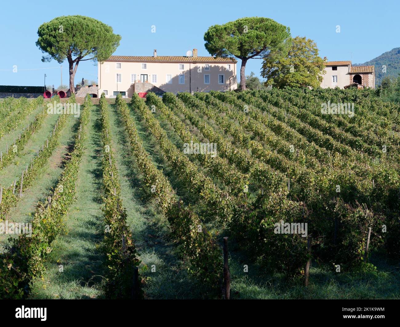 Bio-Weinberg mit Agrotourismo und Weinkeller in Camigliano, Provinz Lucca, Toskana, Italien. Stockfoto