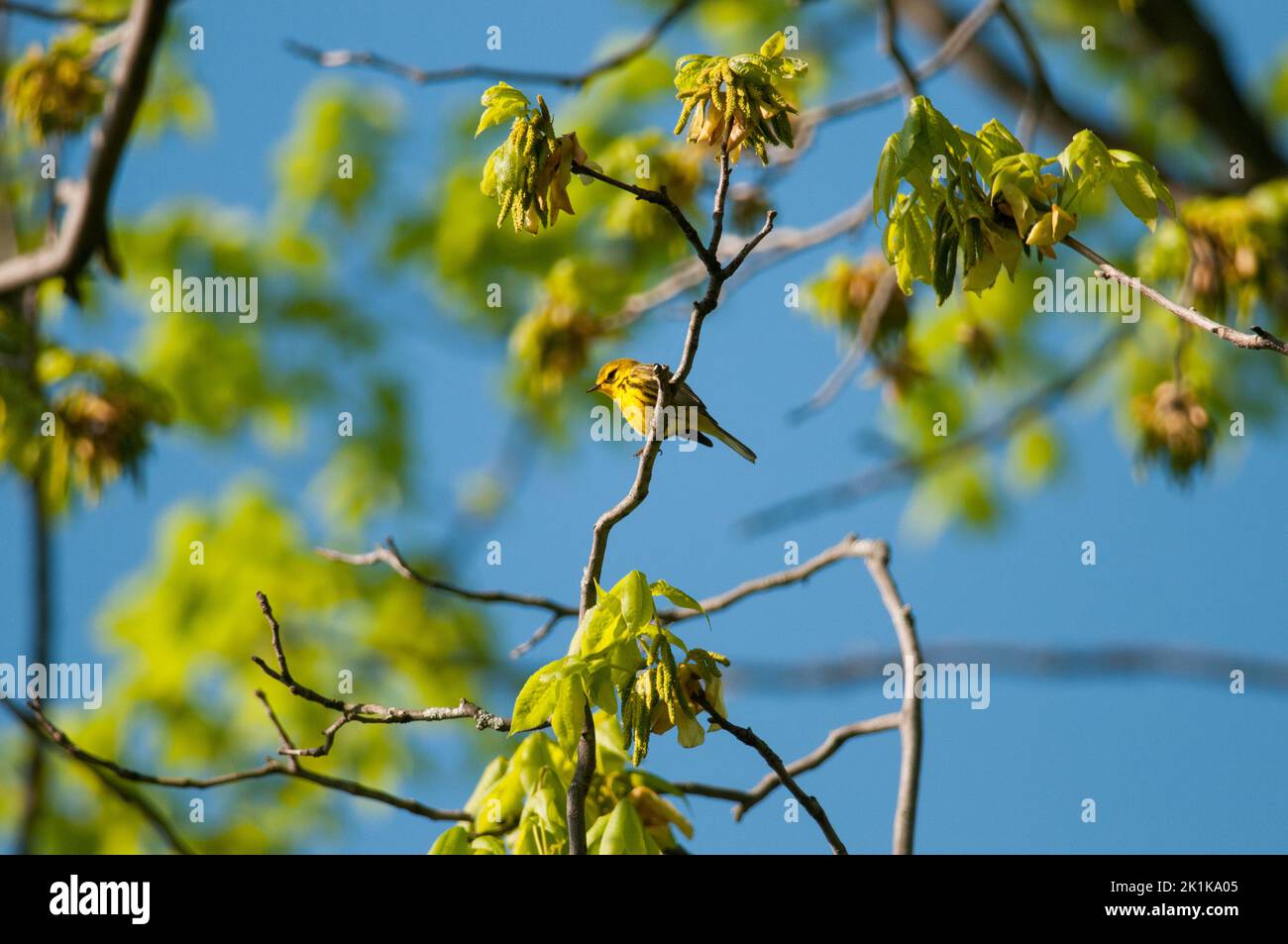 Grasmücke hoch oben in einem Baum Stockfoto