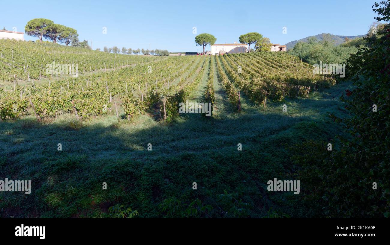 Bio-Weinberg Panorama mit Agritourismo und Weinkeller in Camigliano, Provinz Lucca, Toskana, Italien. Stockfoto