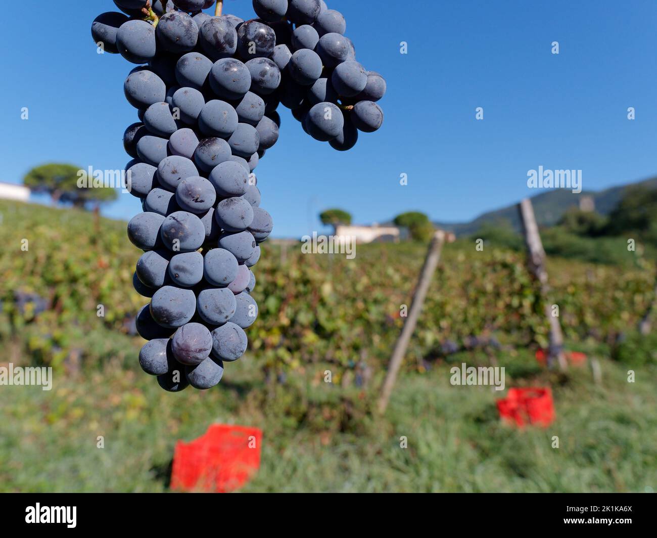 Ein Haufen Trauben, bereit für die Ernte in einem Bio-Weinberg. Camigliano, Provinz Lucca, Toskana, Italien Rote Kisten bereit für die Traubenernte. Stockfoto