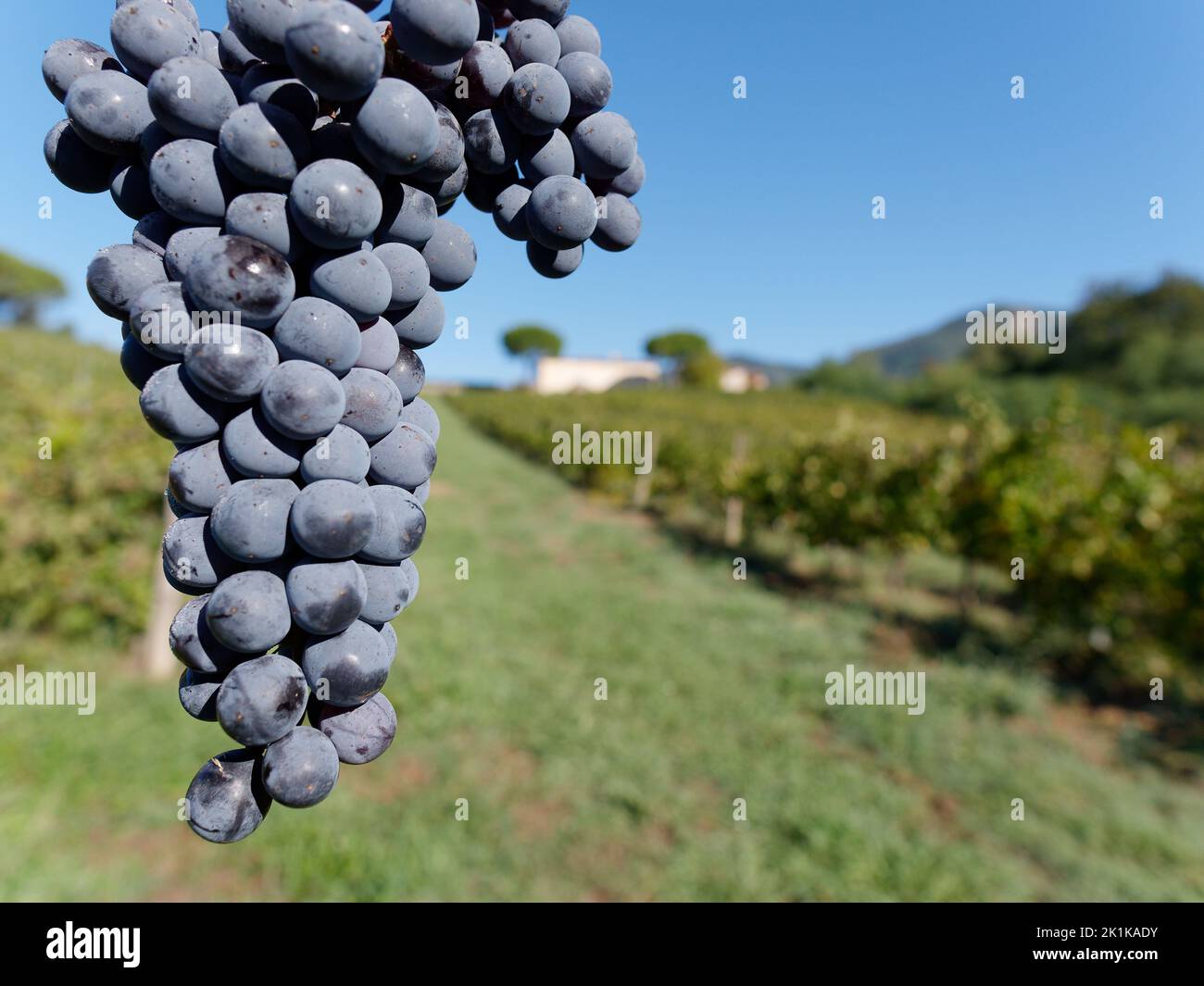 Ein Haufen Trauben, bereit für die Ernte in einem Bio-Weinberg. Camigliano, Provinz Lucca, Toskana, Italien Stockfoto