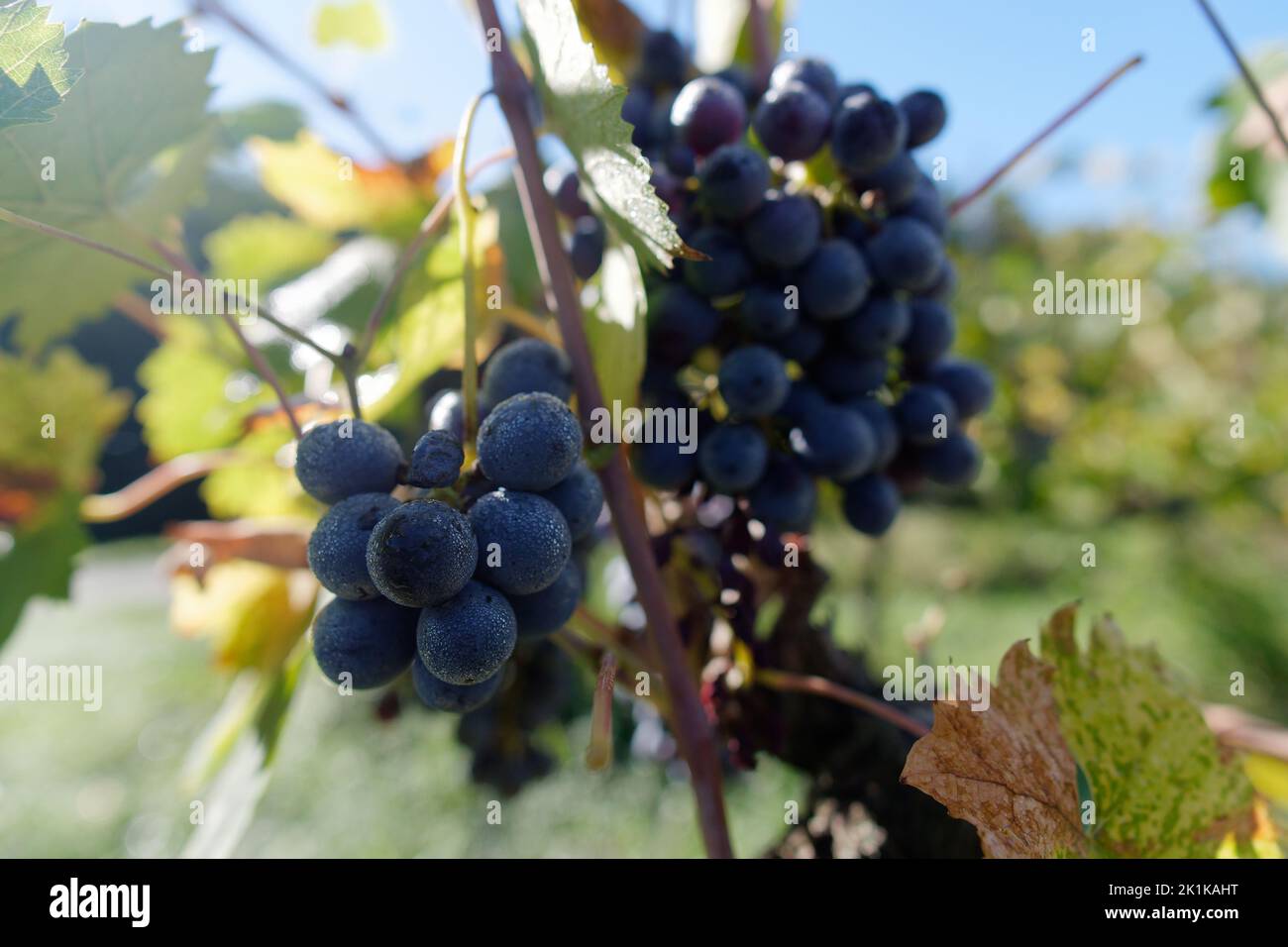 Ein Haufen Trauben, bereit für die Ernte in einem Bio-Weinberg. Camigliano, Provinz Lucca, Toskana, Italien Stockfoto