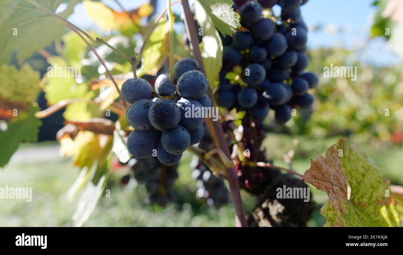 Ein Haufen Trauben, bereit für die Ernte in einem Bio-Weinberg. Camigliano, Provinz Lucca, Toskana, Italien Stockfoto